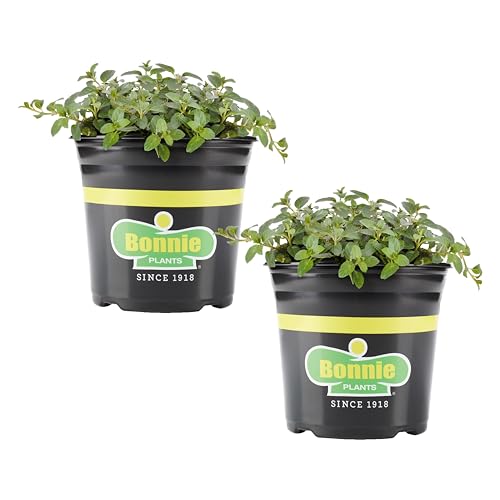 Bonnie Plants Peppermint Live Plant 1 Gal. 2-Pack