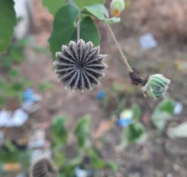 Thuthi Plant Seeds/Atibala/Abutilon indicum 25 Seeds (B09Z6T5S6W) Amazon Price History, Amazon Price Tracker