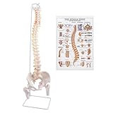 breesky Spine Model, 34.6' Life Size Spinal Cord Model Flexible Anatomical Spine with Vertebrae, Nerves, Arteries, Lumbar Column, and Male Pelvis with Stand for Science Study or Patient Education