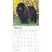 BrownTrout, Chow Chows 2025 Wall Calendar