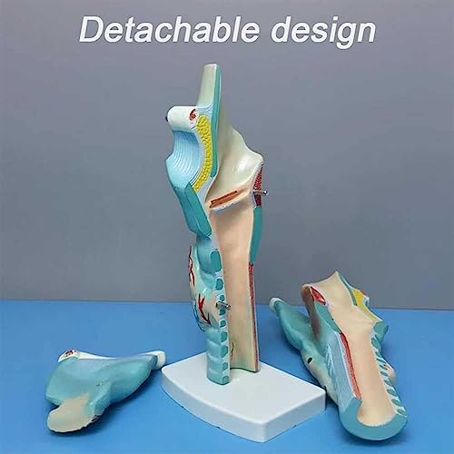 Modèle larynx magnifié anatomie AMITD détachable pour enseignement - 5
