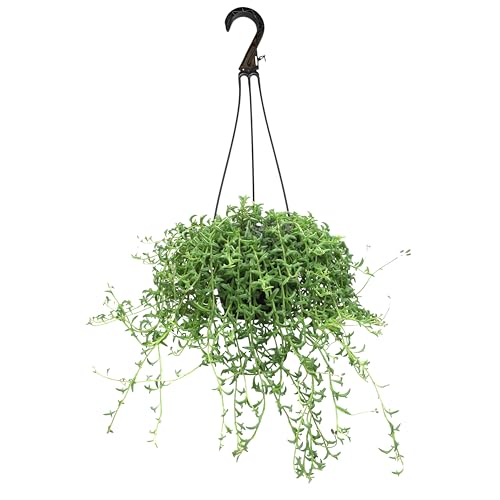 String of Dolphins Plant Live Succulents Succulents Plants Live in Hanging Planter Succulents Live Plants Indoor Plants Live Houseplants Hanging Plants Live Succulent Plants Live by Plants for Pets