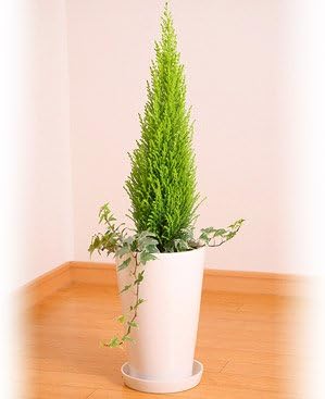 Amazon 花のギフト社 コニファー 陶器 鉢植え アイビー 寄せ植え 観葉植物 インテリア グリーン 観葉植物 オンライン通販