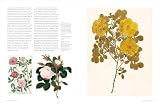 Rhs the Rose: The History of the World's Favourite Flower Told Through 40 Extraordinary Roses