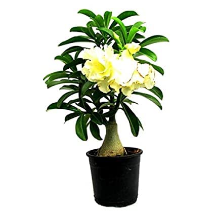 Mphmi Plant Adenium plant Yellow Double(Grafted) - Adenium Lemon Ice plant Adenium Obesum, Desert Rose Plants (B08YRKPSR7) Amazon Price History, Amazon Price Tracker