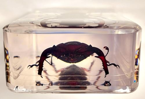 Image of 2.9 inch Real Stag Beetle Lucanus Fortunei Saunders Male in Crystal Clear Lucite Resin Specimen Preserved Insect Taxidermy Collection for Biology Science Education & Desk Ornament Display Supplies