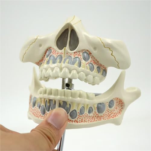 Modelo de dientes caducifolios móviles con germen permanente y base 3