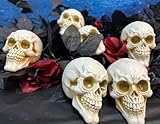 GiftExpress 6PC Skulls Unhuman Skull Head, Realistic Skeleton Skulls for Halloween Table Décor