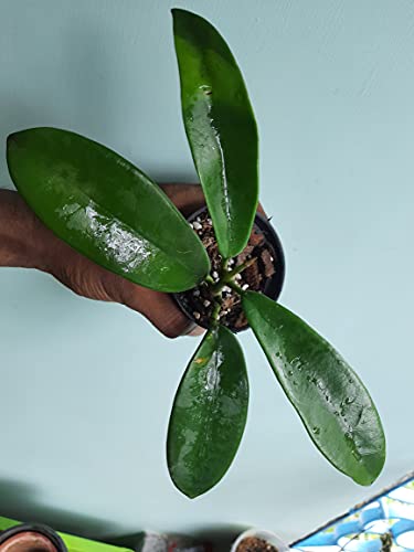 Image of GREEEN Earth Hoya MELIFLUA Wax Live Small Plant 1 Piece