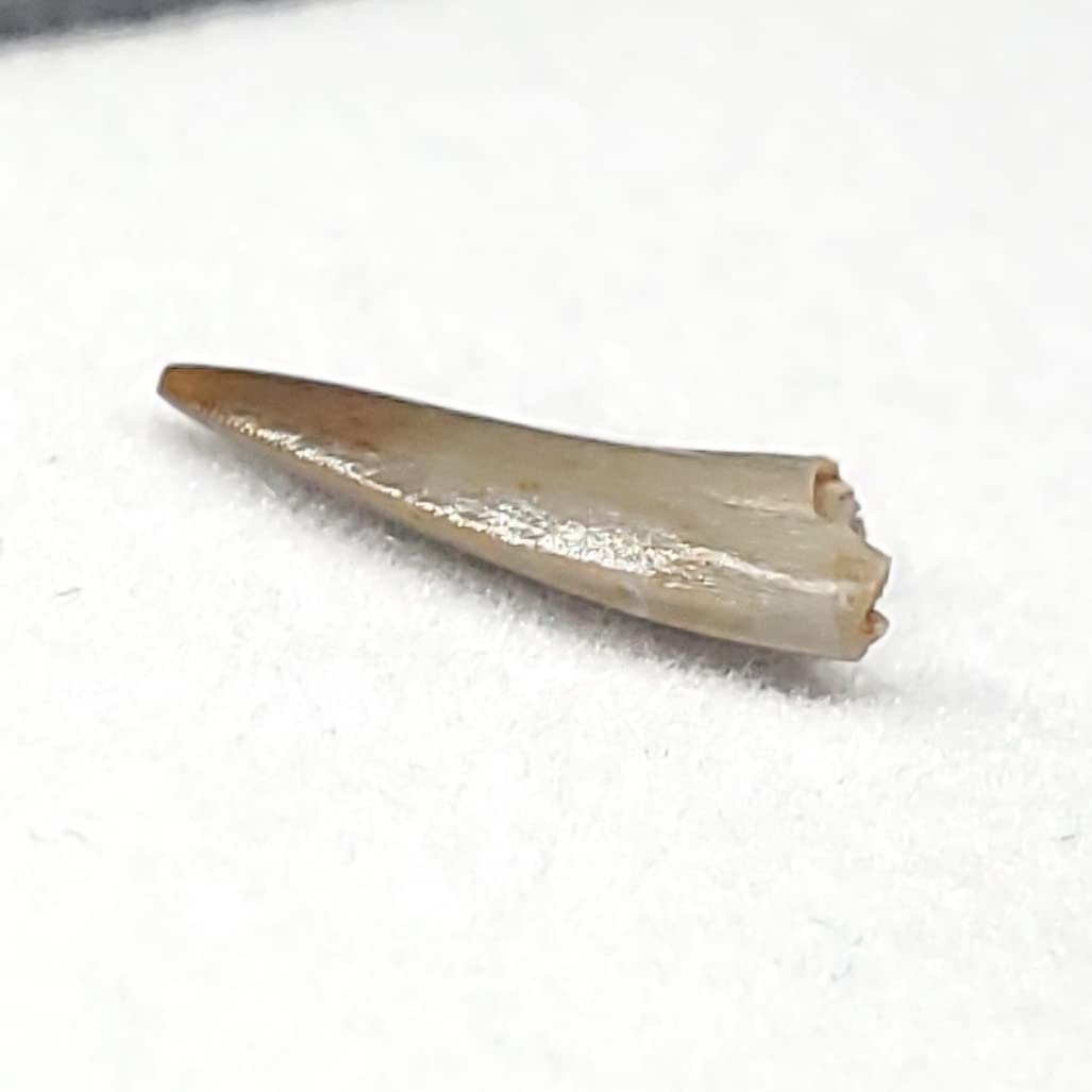 希少 コエロフィシス 化石 歯 本物 ニューメキシコ州産10.05mm fr82 希少 コエロフィシス 化石 歯 本物 ニューメキシコ州産10.05mm fr82