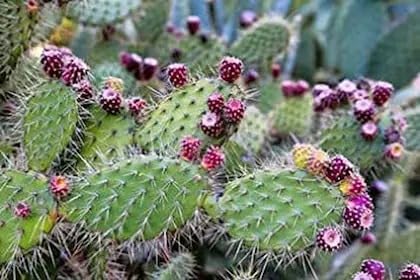 Image of Nagfani Crown of Thorns Live Plant with Pot | Euphorbia Milii Vibrant Flowering Succulent Plant | Outdoor & Indoor Decorative Cactus Type Plant for Home Garden & Balcony