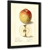ArtDirect Malus domestica Lady Bryan 1907 Custom Framed Art Print Giclee Print or Canvas Options with Various Sizes and Customization by Ellen Isham Schutt