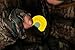 Hunters Specialties Strut Realistic Sounds Premium Flex Frame Raspy Old Hen Diaphragm Mouth Turkey Call