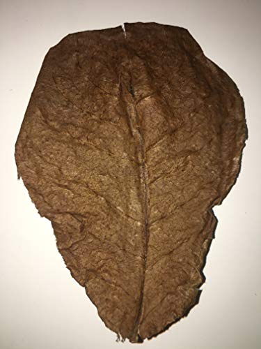 Image of Awesome Aquatic Betta & Shrimp Leaves 50 4 inch-6 inch Premium Catappa Indian Almond Leaves Natural Habitat Tannin Producing Improves Immunity, Easy to USE | Natural Catappa Indian almond leaves for bettas, shrimp & fish. Releases tannins for blackwater aquariums and habitats.