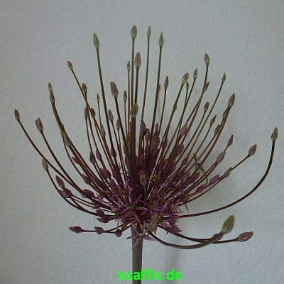 Blumenzwiebeln Alliumzwiebeln Allium schubertii (Wunderkerzenblume) (Feuerwerkslauch) (25 Zwiebeln)