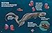 WEIRD & WONDERFUL SHARKS