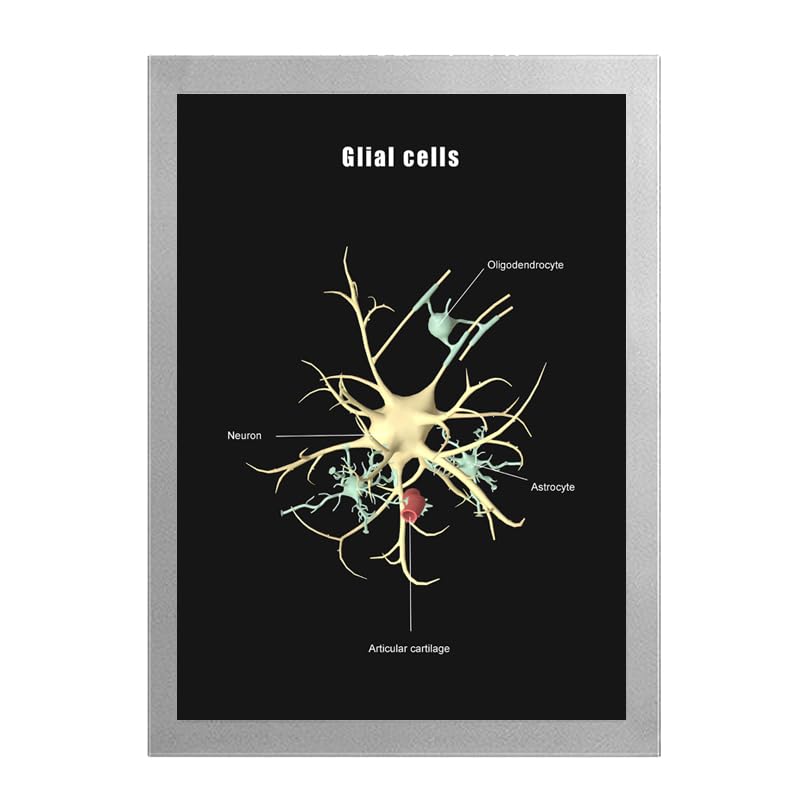 Image of Taanfu Body Educational Learning Anatomy Posters ，Glial cells Art cells Villi Anatomy Art Poster Digestive System Organs Illustration Small Intestine Physiology Anatomy Wall Art Villi