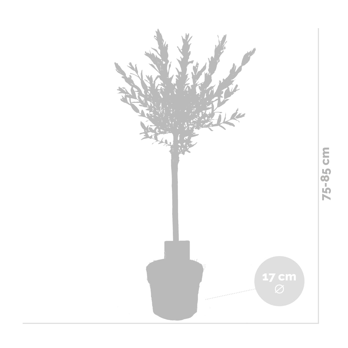 Bloomique - Set di 2 - Salix integra ‘Flamingo’ - Salice variegato - Pianta da giardino - Resistente al freddo - Alta 60-80 cm - Vaso da 17 cm