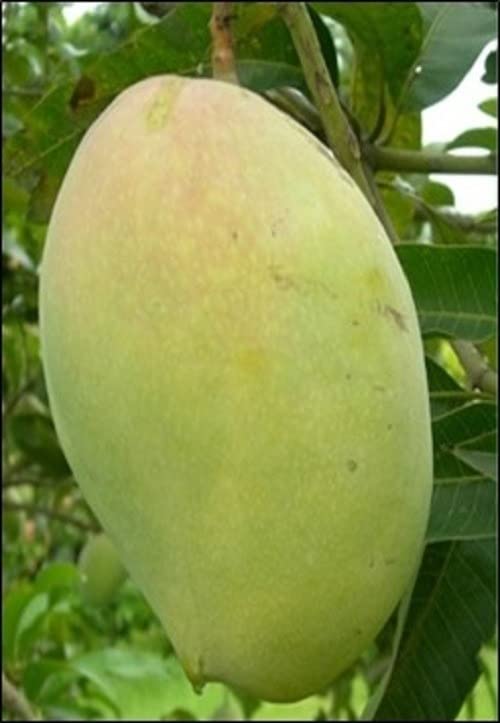 Cloud Farm Rare Dwarf King of Mango Plant Alphonso Grafted 1 Healthy Live Plant CF_17