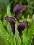 Breathtaking & Spectacular Black Calla Lily Odessa Bulb, Plant, Root Start