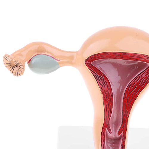 Image of Female Uterus Anatomical Model Gynecology Genital Organ Structure Model Human Reproductive System Uterine Ovary Vaginal Teaching Tool for Medical Demonstration