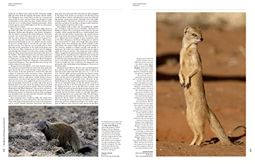 Handbook of Mammals of the World, Vol. 1: Carnivores - Image 8