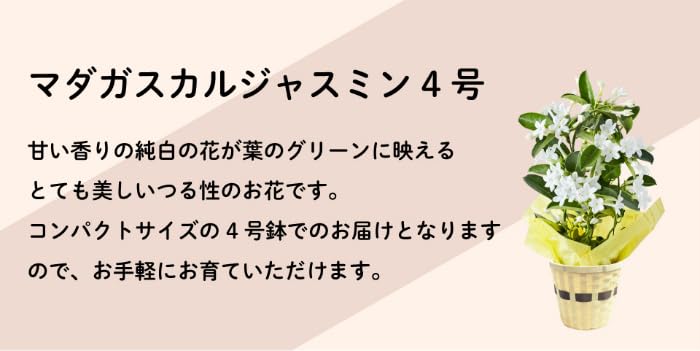 Amazon.co.jp: 早割り 【早くお届け！】 母の日ギフト マダガスカル