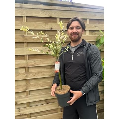 Salix Flamingo Dwarf Tree for Gardens Cover