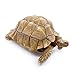 PPCLION Sulcata Tortoise Statue Figurine Collection Gift Decorations