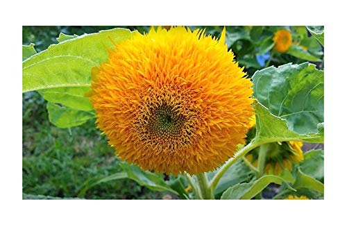 Pezzi - 20x Sunflower Teddy Bear Girasoli Piante - Seme B319 - Seeds & Plants Shop by Ipsa