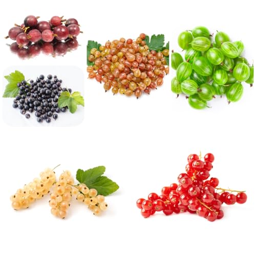 semi di ribes, uva spina, nani resistenti da balcone giardino colonnari resistenti per il giardino esterno regali per gli amanti 300pcs