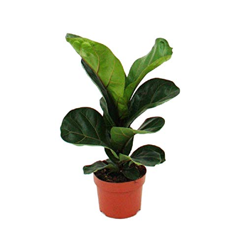 Exotenherz - Violon - Ficus lyrata - 1 plante - Facile d'entretien - Purificateur d'air - Pot de 12 cm