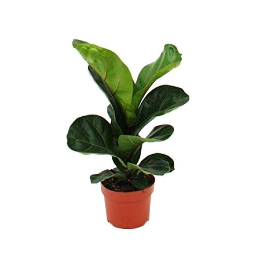 Exotenherz - Violon - Ficus lyrata - 1 plante - Facile d'entretien - Purificateur d'air - Pot de 12 cm