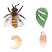 TOPBATHY Ciclo di vita dell'ape set di figurine di ape di miele insetti animali modello safariologia ciclo di crescita uova figure bambini educativi animali scienza giocattoli