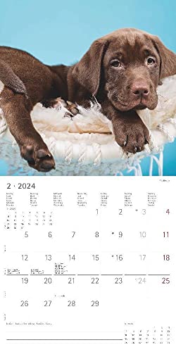 Hunde 2024 - Broschürenkalender 30x30 cm (30x60 geöffnet) - Kalender mit Platz für Notizen - Dogs - Bildkalender - Wandkalender - Hundekalender