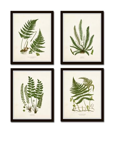 Belle Maison Art Vintage Fern Botanical Art Prints, Wall Art,