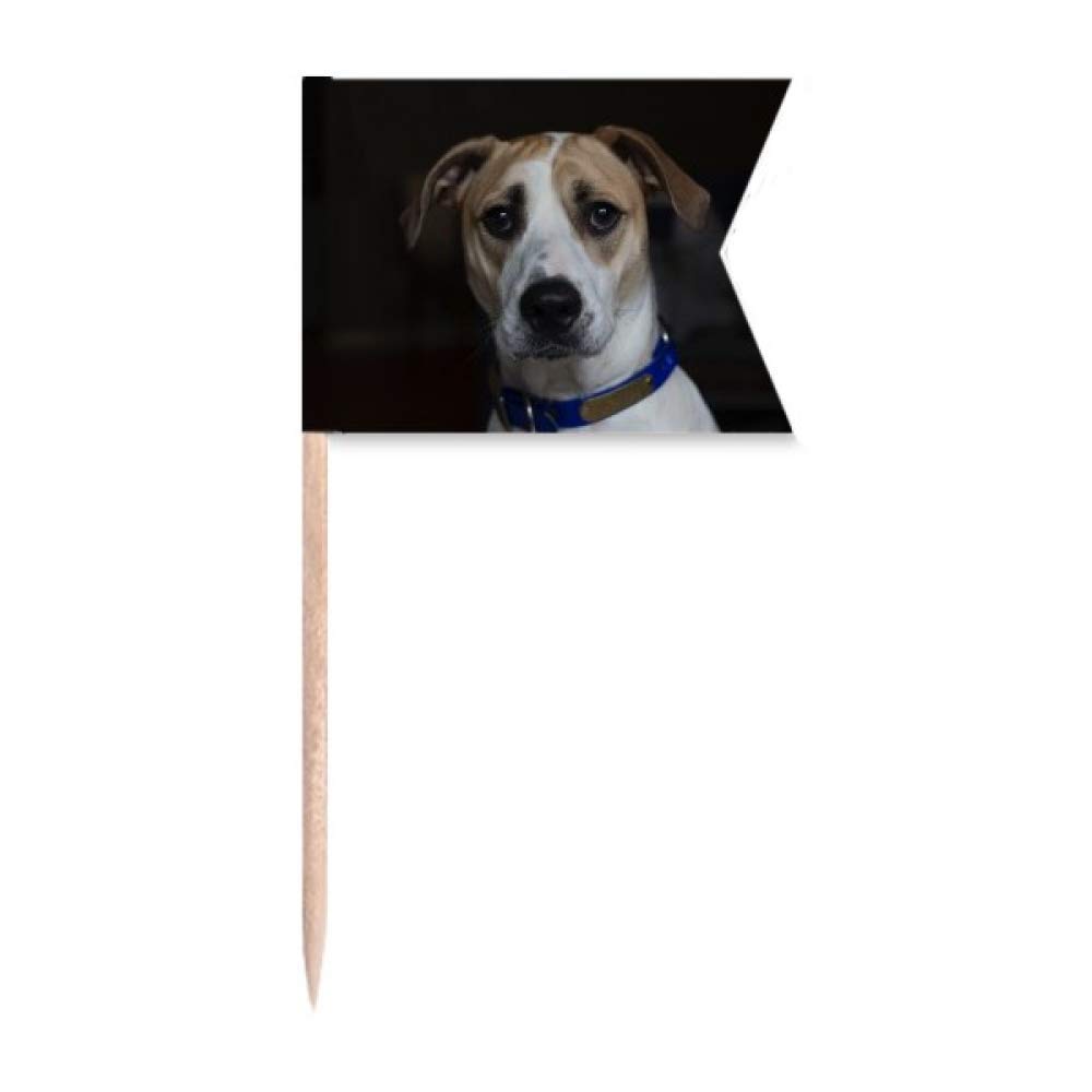 Chien animal de compagnie sombre portrait gâteau de fête plaque fromage