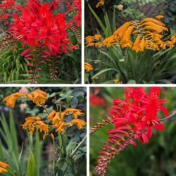 Crocosmia Mixed Seeds 60 X Lucifer & Citronella - Huge Vibrant Red & Yellow Parents Cottage Garden Perennial