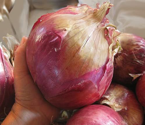 Golden Hills Farm Hybrid Giant Onion Seeds - Onion Seeds English Vegetable 300+ seeds (B0966H8YDY) Amazon Price History, Amazon Price Tracker