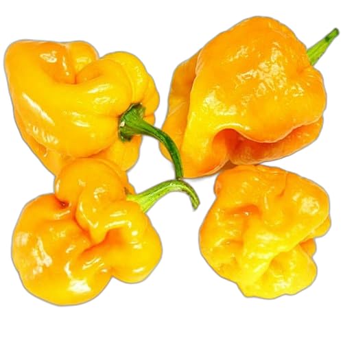 12 Variedades de Sementes de Pimentas Super ardidas para você cultivar no seu lar