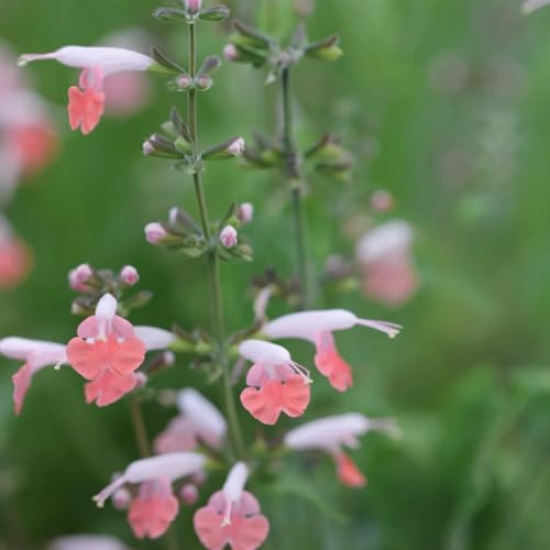semi di salvia biologici, semi di decorazione da giardino per esterni giardino selvatiche regali per amanti del 350pcs