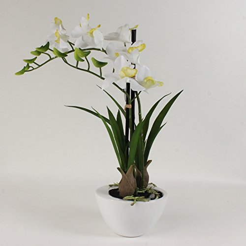 Dimensione 40 cm ORCHIDEE di Dendrobium Bianco in guscio bianco 40 cm