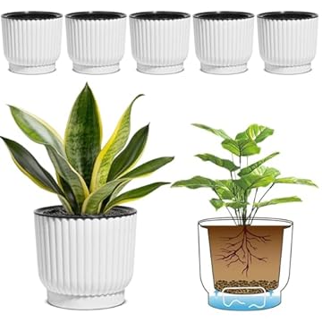 best indoor plant tall and durable