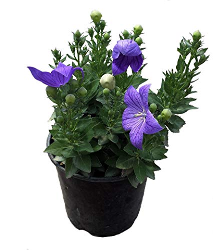 Premier Plant Solutions 12215 Sentimental Blue Balloon Flower (Platycodon) G1, 1 Gallon