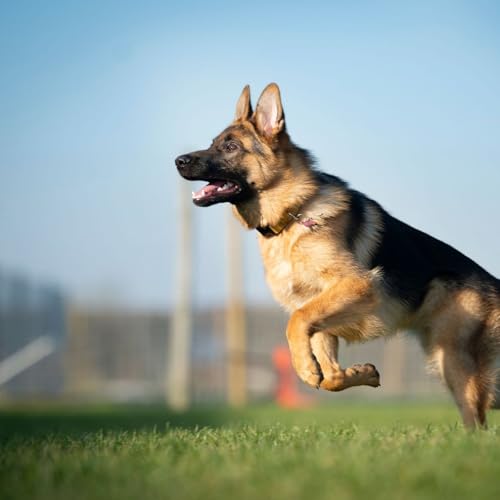 Torsion d&rsquo;estomac chez le chien : sympt&ocirc;mes et urgence vitale &agrave; reconna&icirc;tre