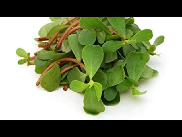 Kulfa Vegetable_Pack of 25 seeds (B0BLD2G5VD) Amazon Price History, Amazon Price Tracker