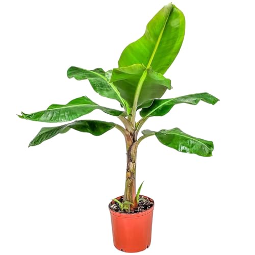 Tropical Plants of Florida Dwarf Cavendish Banana Tree Live Plant 3 Gallon Nursery Pot 28 to 38 Inch Tall Edible Banana Plant Tropical Patio Outdoor Tree