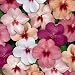 Treasuresbylee - Tempo Butterfly MIX Impatiens - 25 Heirloom Flower Seeds Impatiens
