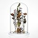 nbeads Glas-Display-Cloche-Kuppel, Dekorative Glaskuppelabdeckung Durchsichtige Glockenglas-Vitrine Mit Weißem Holzsockel Für Sammlerstücke Rose Büro Zuhause Tischdekoration, 15x25.5cm