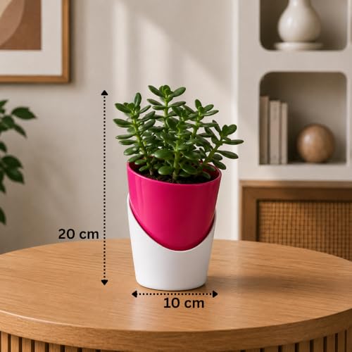 Image of Urban Upvan 4 Inch Self Watering Pot with Jade Plant | Indoor Decorative Planter with Drainage System | Ideal for Home, Office & Desk Decor | Pink